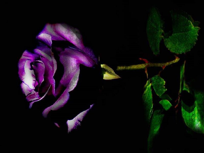 Purple Rose with Green Leaves — Dramatic, Night