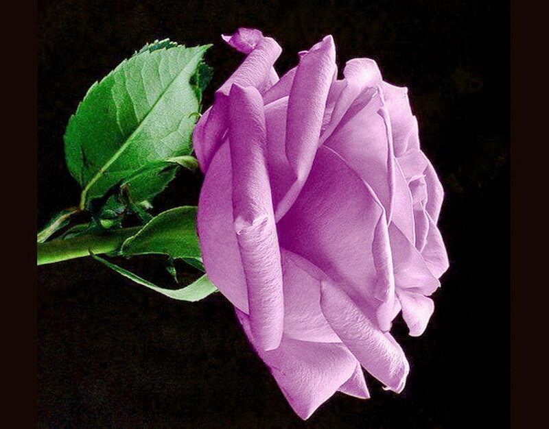 Purple Rose with Green Leaves — Dramatic