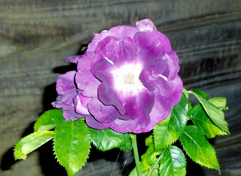purple rose with green leaves
