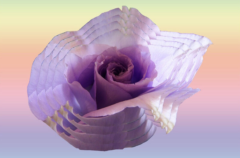Purple rose with layered petals