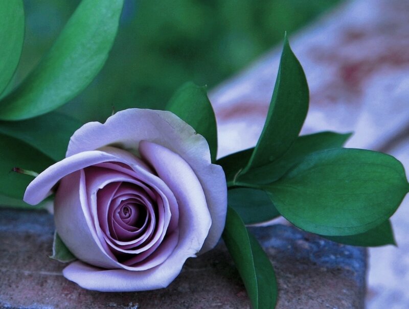 Purple Rose with Leaves — Calm