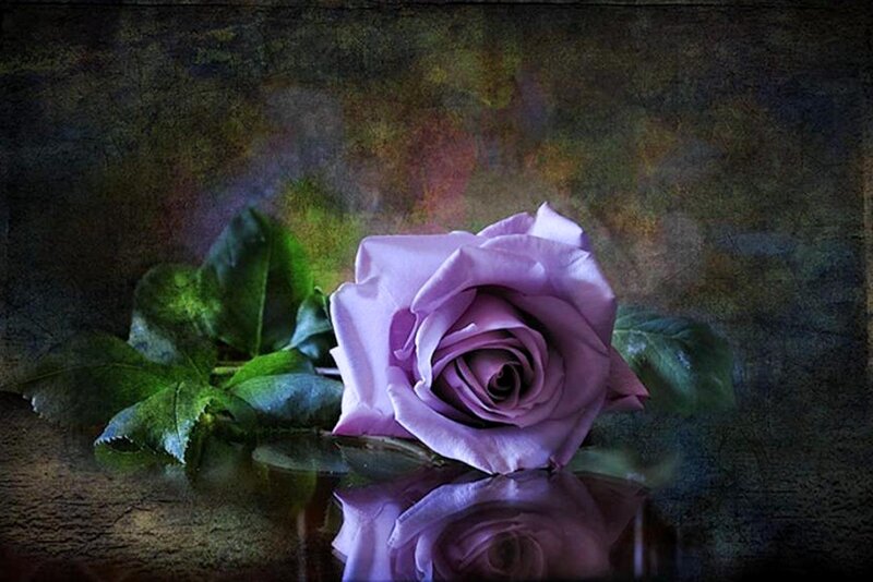 Purple Rose with Leaves — Dramatic, Photograph