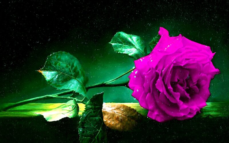 Purple Rose with Leaves — Magenta