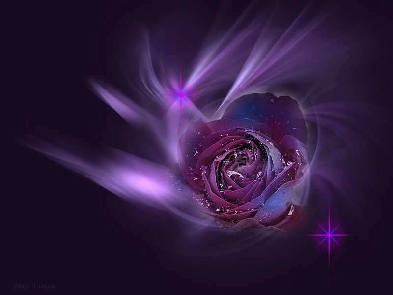 Purple rose with light effects