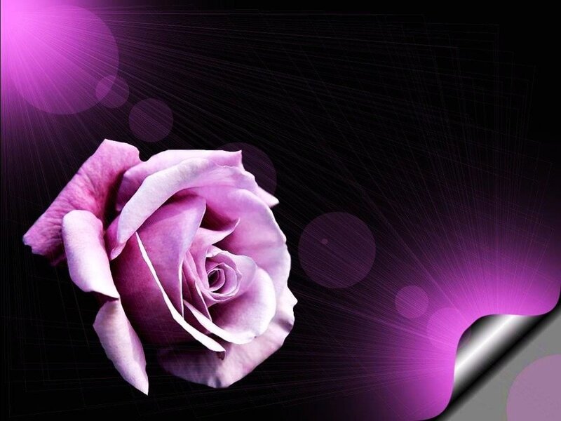 purple rose with light effects