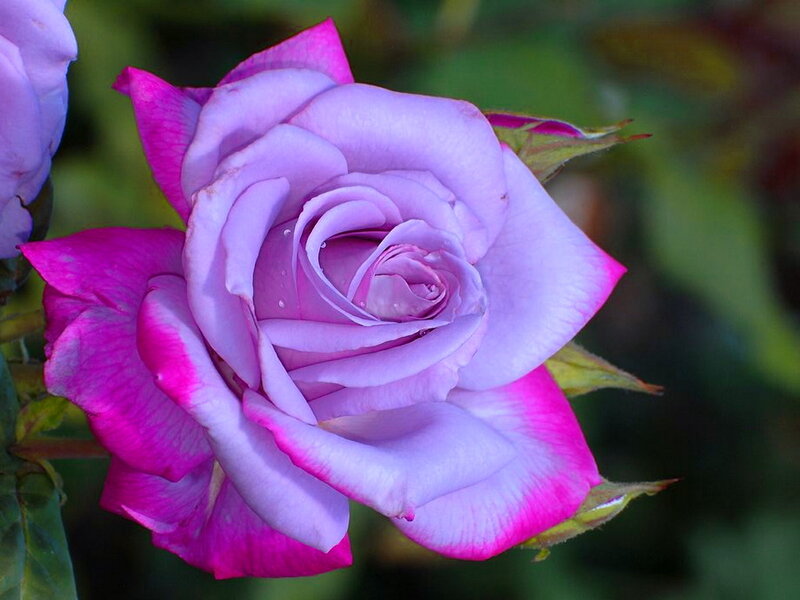 Purple Rose with Pink Edges