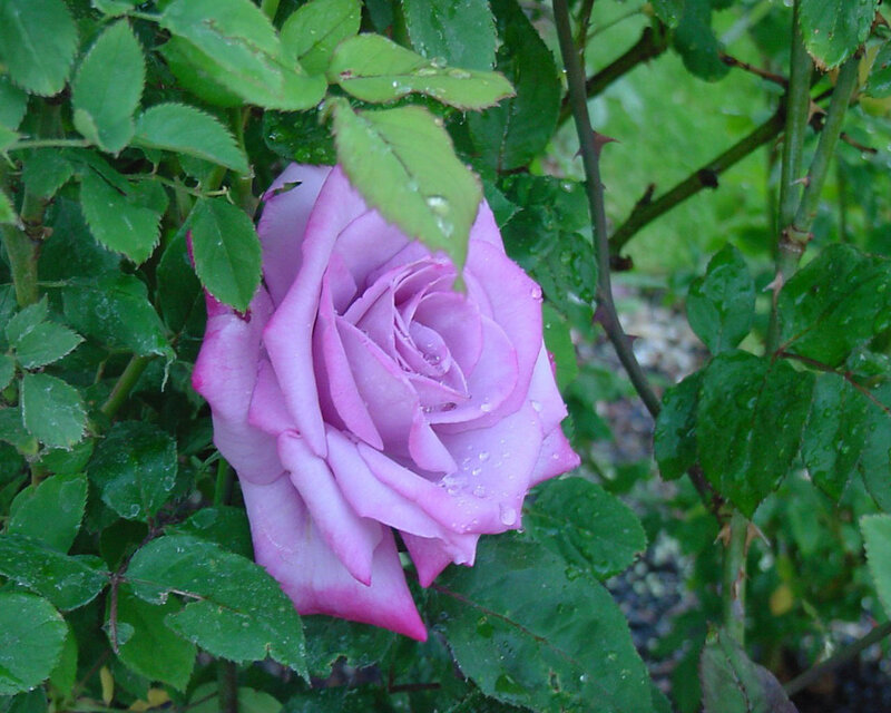 purple rose with raindrops