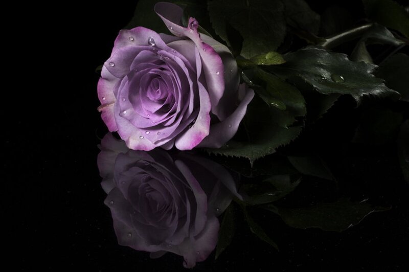 Purple Rose with Reflection — Dramatic