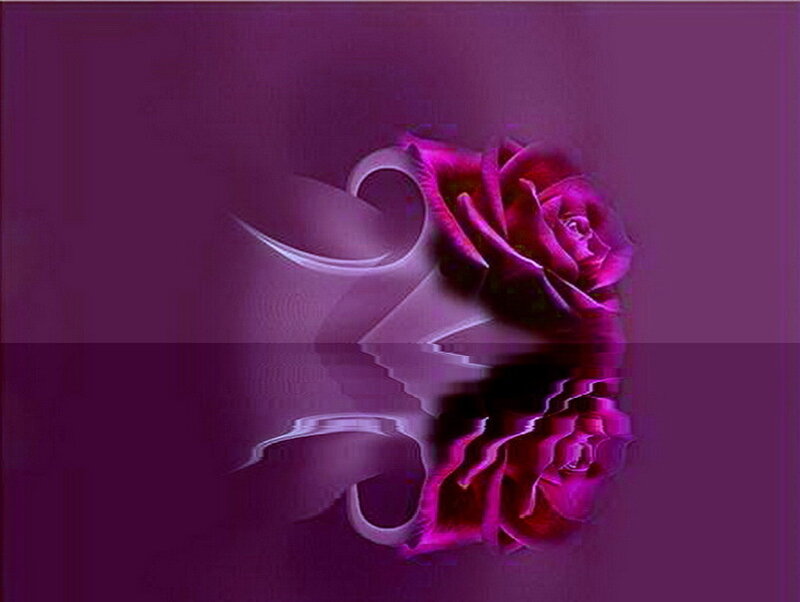 Purple Rose with Reflection — Dreamy