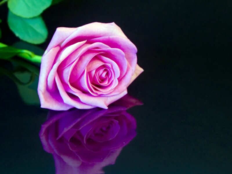 Purple rose with reflection