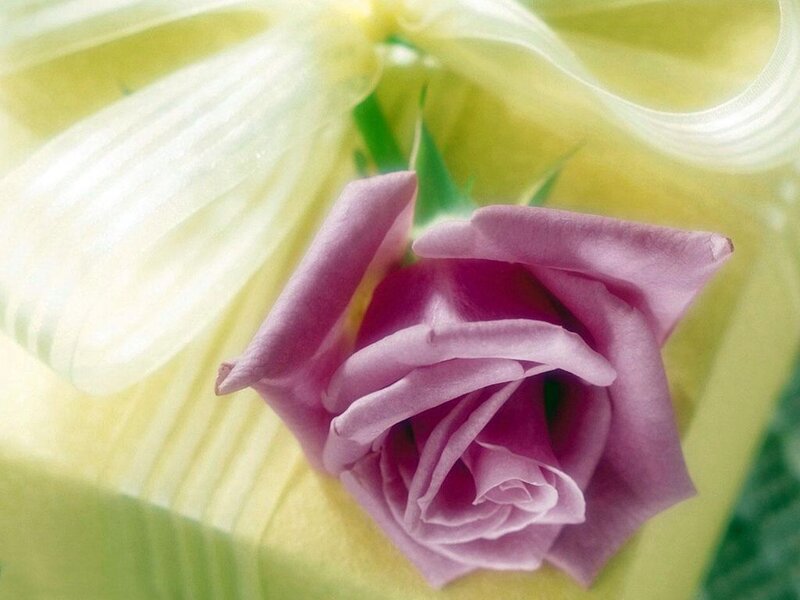 Purple Rose with Ribbon — Serene