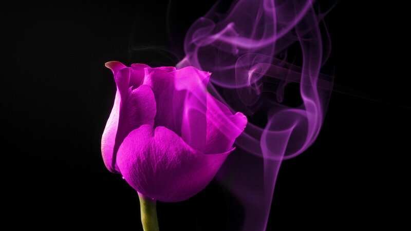 Purple Rose with Smoke — Dramatic