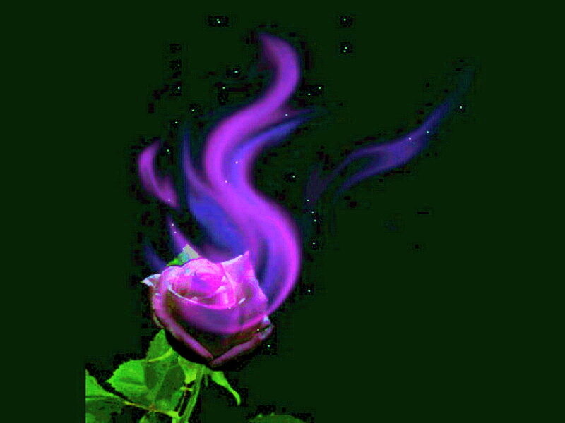 Purple Rose with Smoke