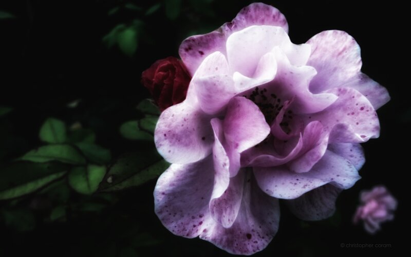 purple rose with speckled petals