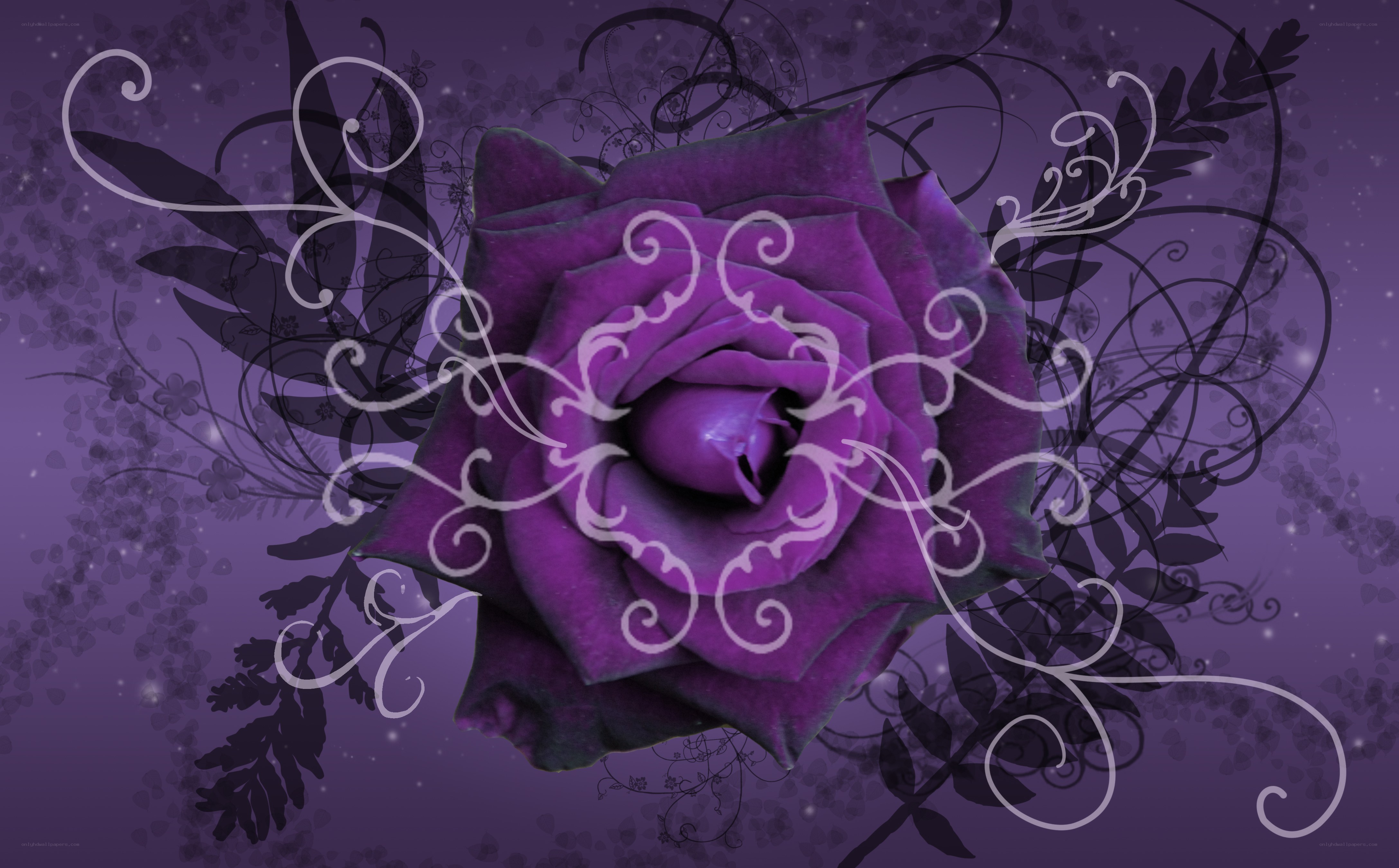 purple rose with swirls