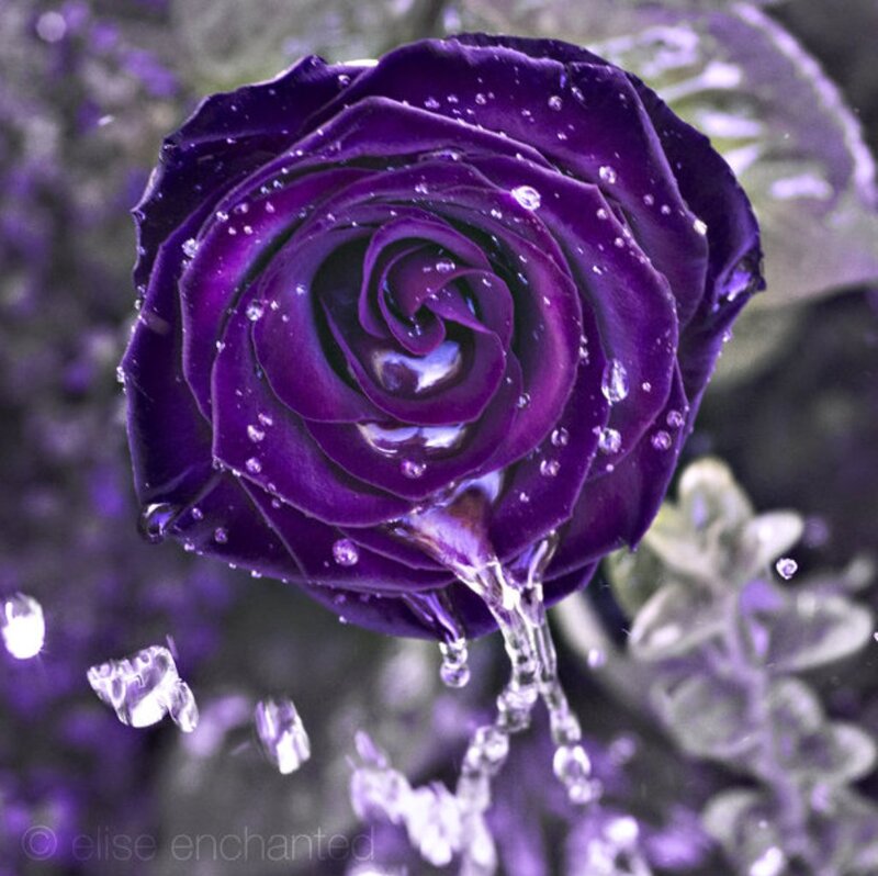 Purple Rose with Water — Dramatic