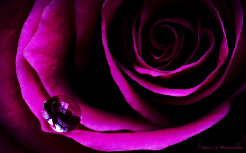 Purple rose with water droplet