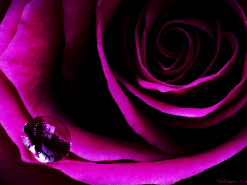purple rose with water droplet