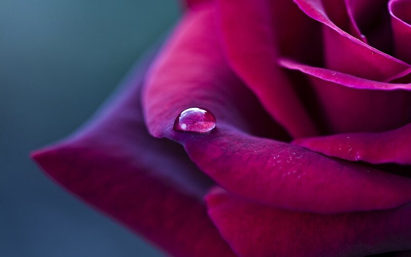 Purple Rose with Water Droplet — Serene, Photograph, Water Droplet