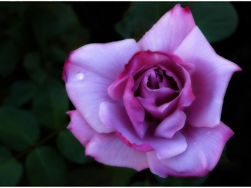 Purple Rose with Water Droplet — Serene