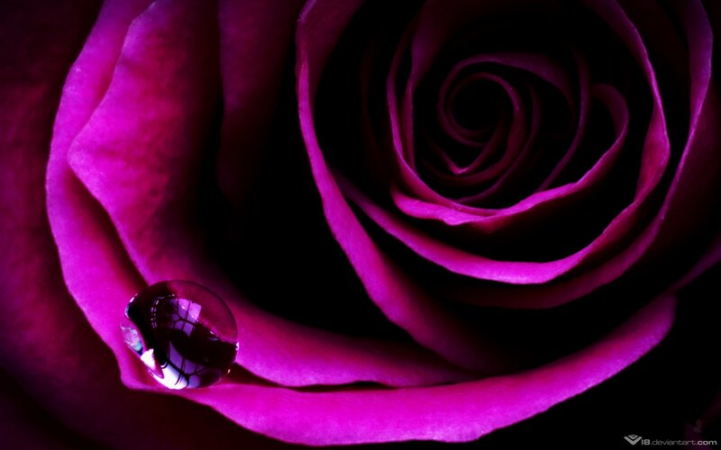 purple rose with water droplet