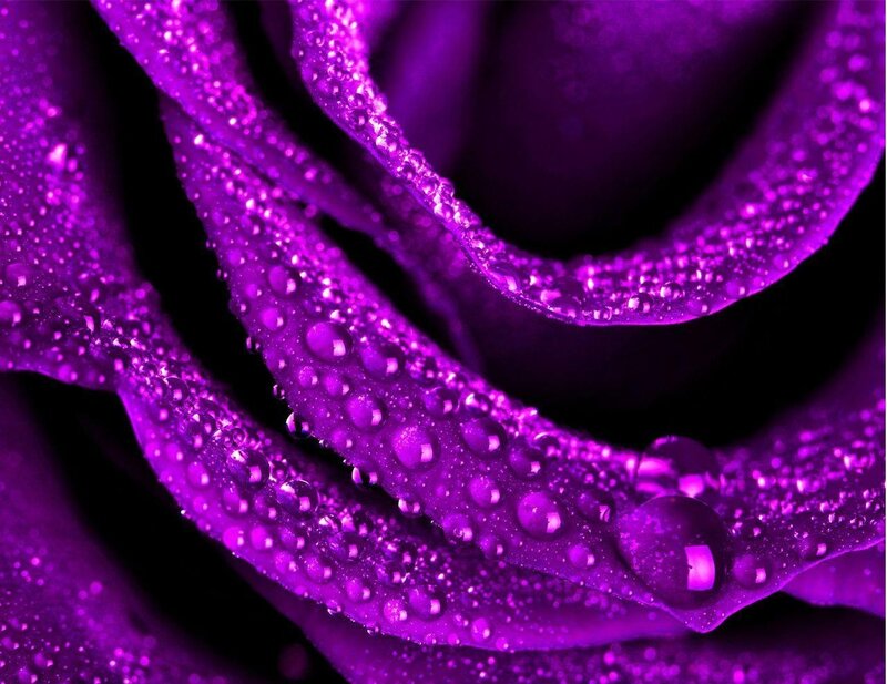 Purple rose with water droplets