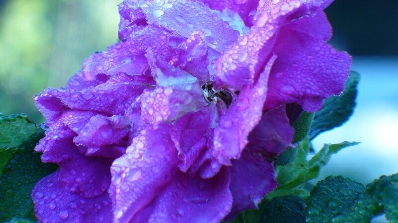 purple rose with water droplets