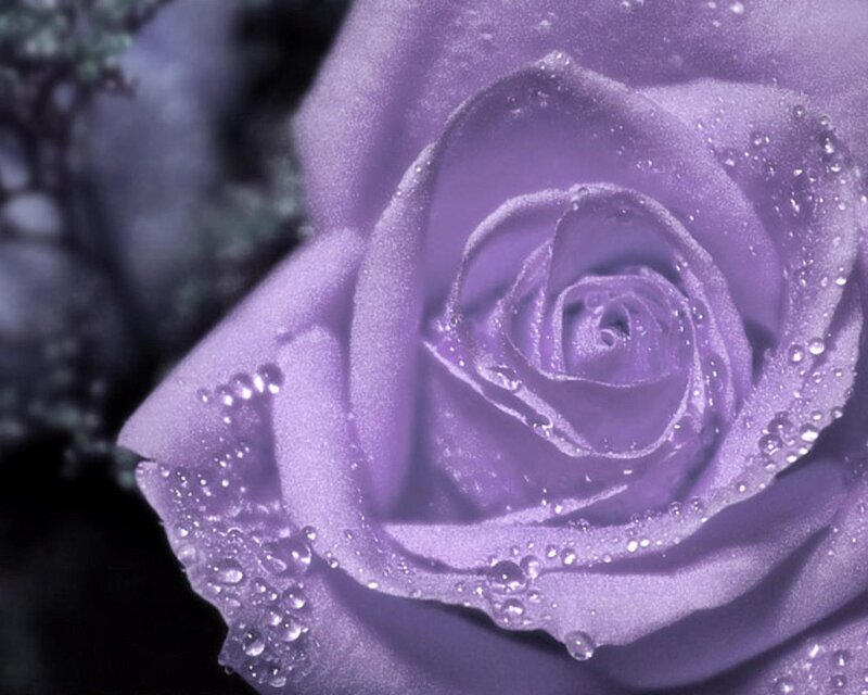 purple rose with water droplets