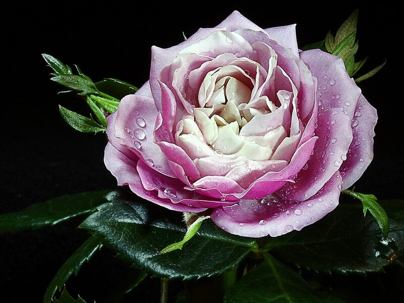 Purple rose with water droplets