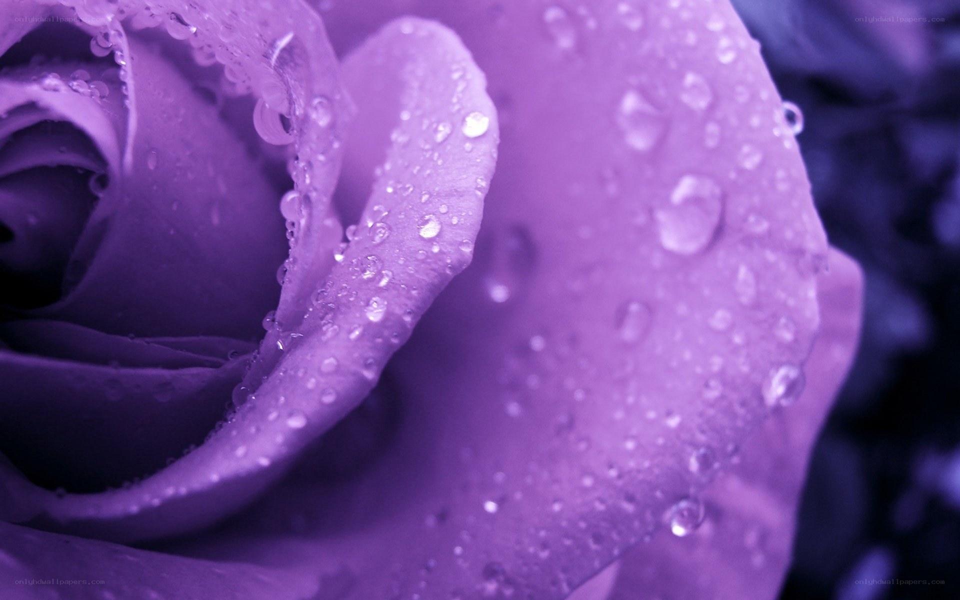 purple rose with water droplets