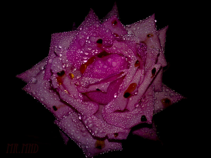 Purple rose with water droplets