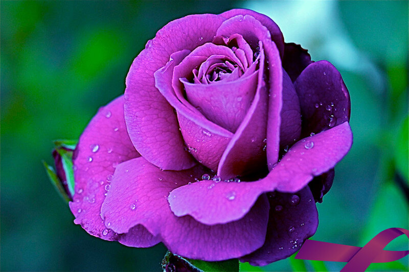 purple rose with water droplets