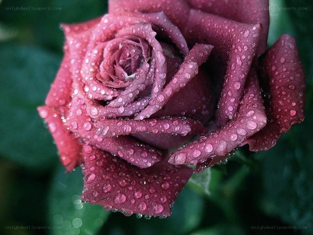 Purple rose with water droplets