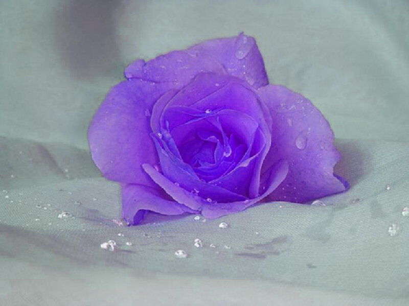 purple rose with water droplets