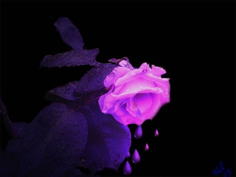 purple rose with water droplets