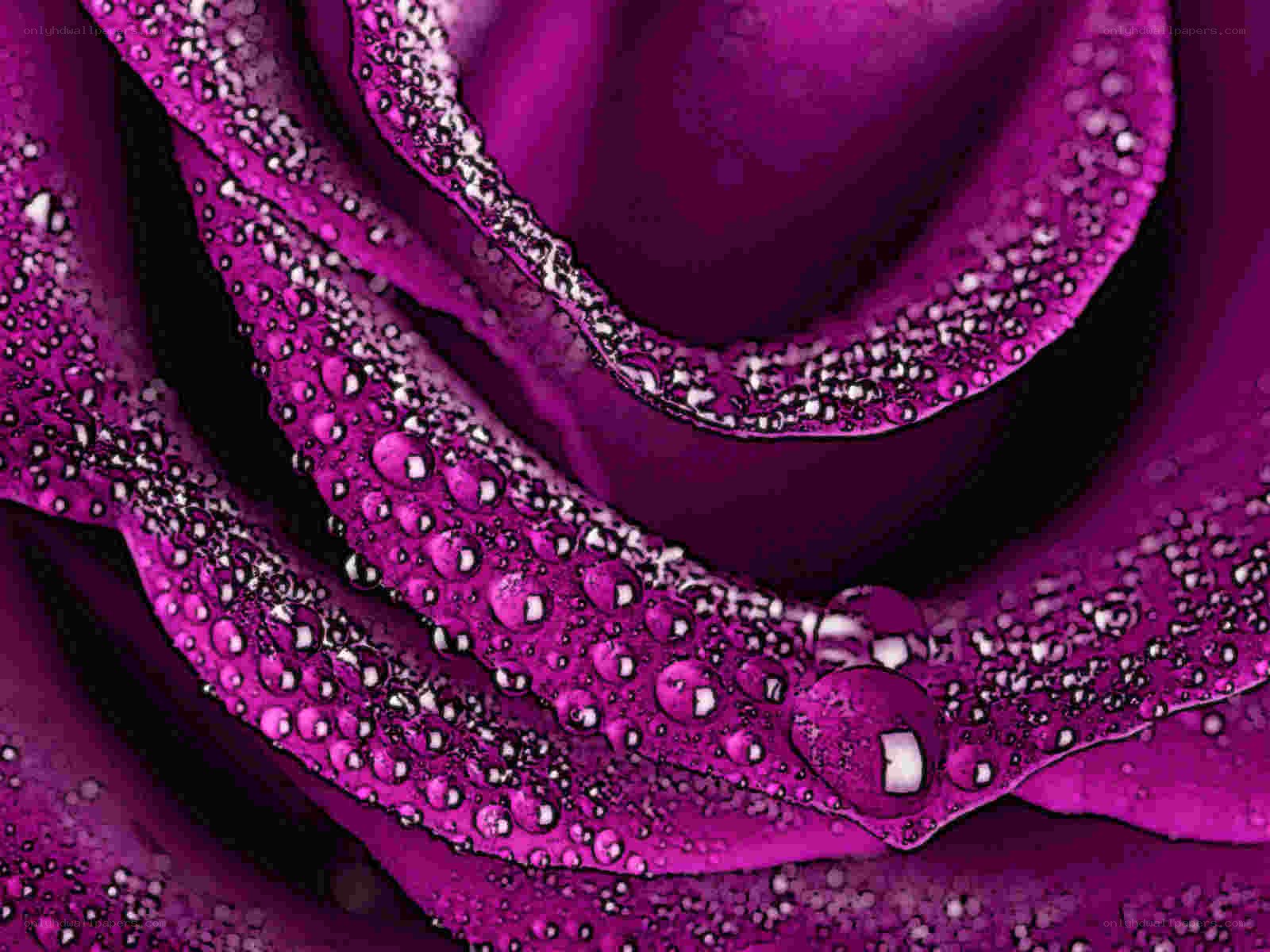 Purple rose with water droplets