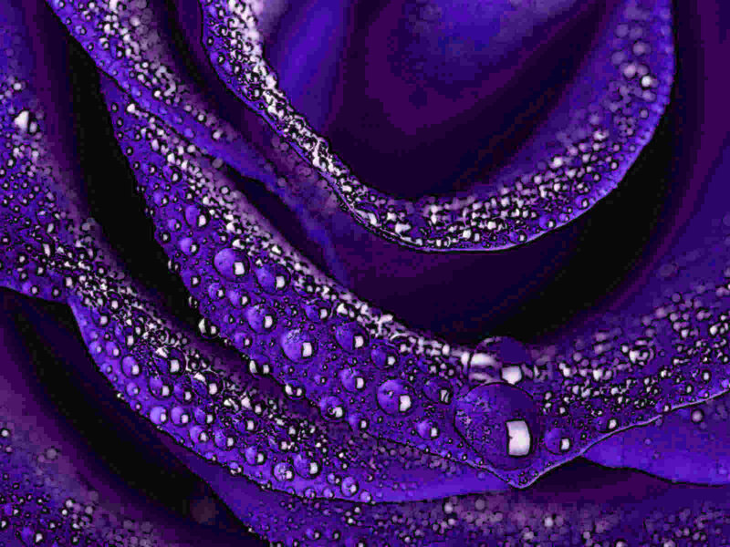 Purple rose with water droplets