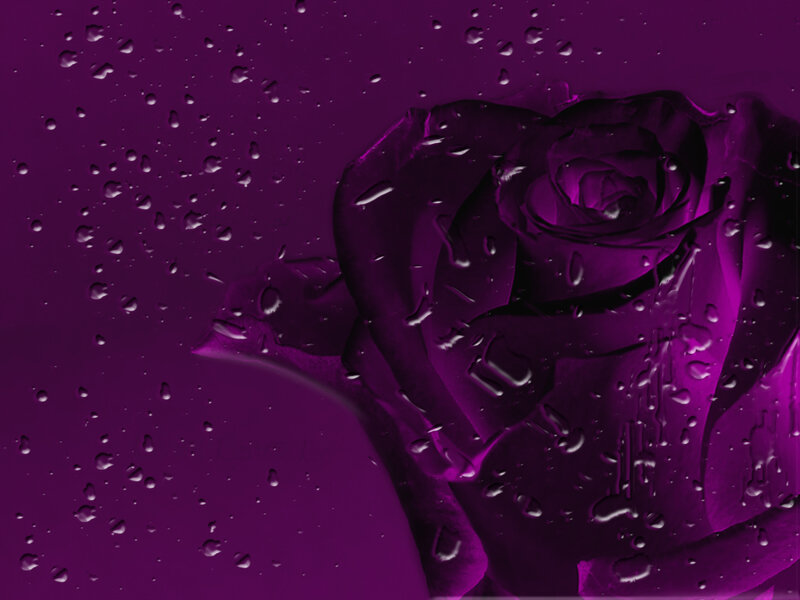 purple rose with water droplets