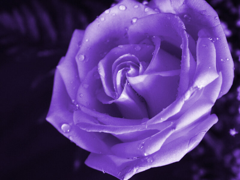 purple rose with water droplets