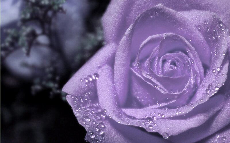 purple rose with water droplets