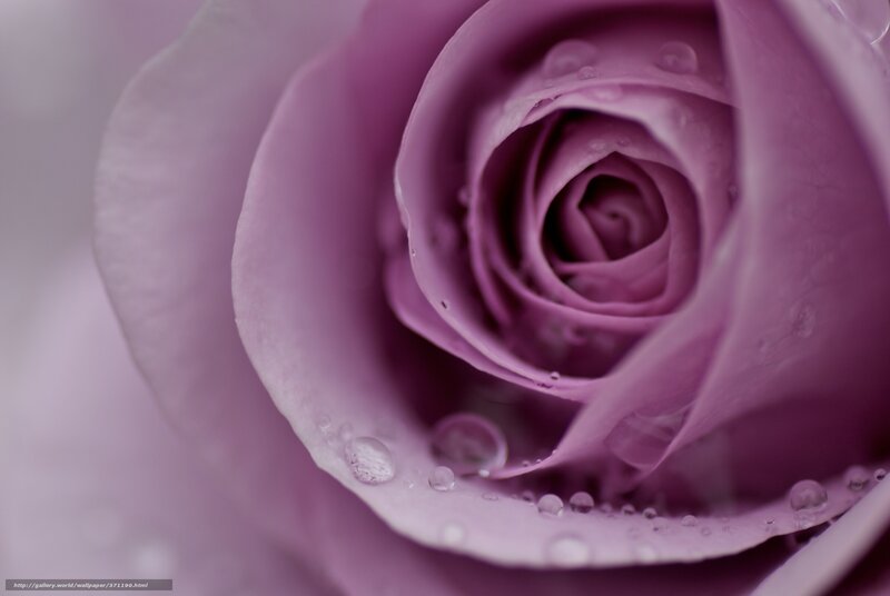Purple rose with water droplets