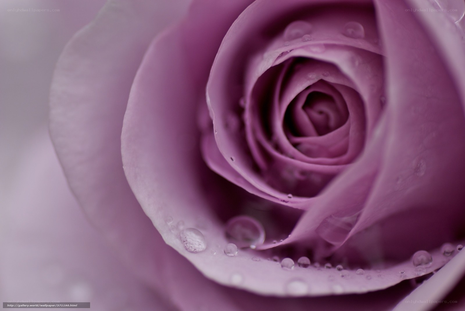 Purple rose with water droplets
