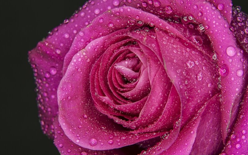 Purple rose with water droplets