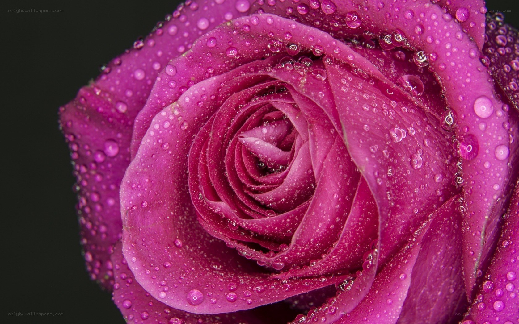 Purple rose with water droplets