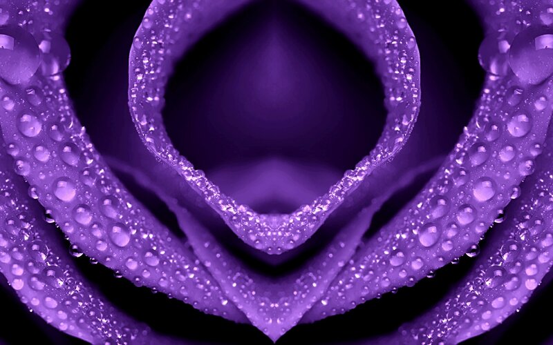 purple rose with water droplets