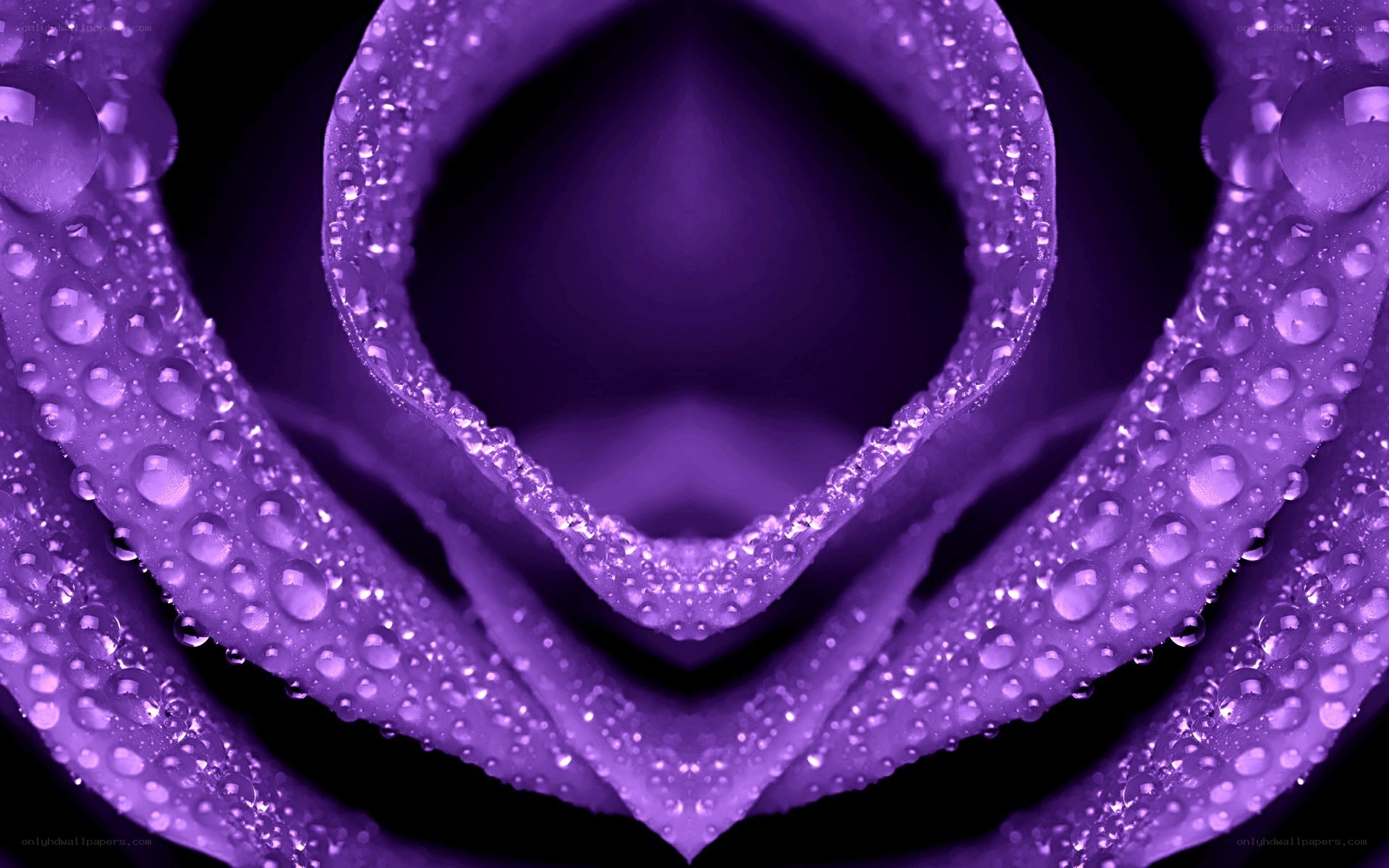 purple rose with water droplets
