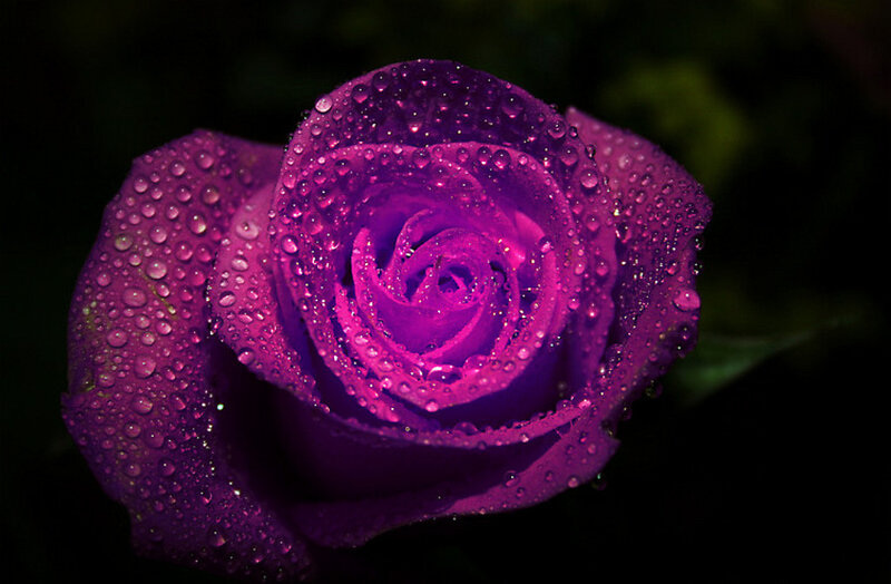 Purple Rose with Water Droplets — Black