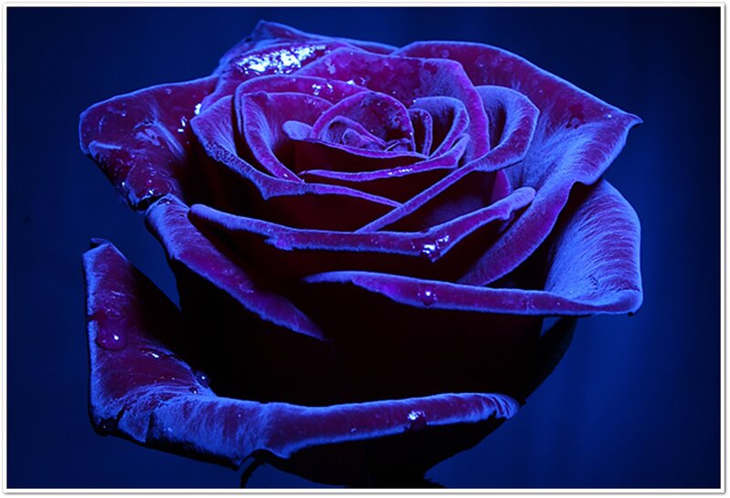 Purple Rose with Water Droplets — Blue, Dramatic