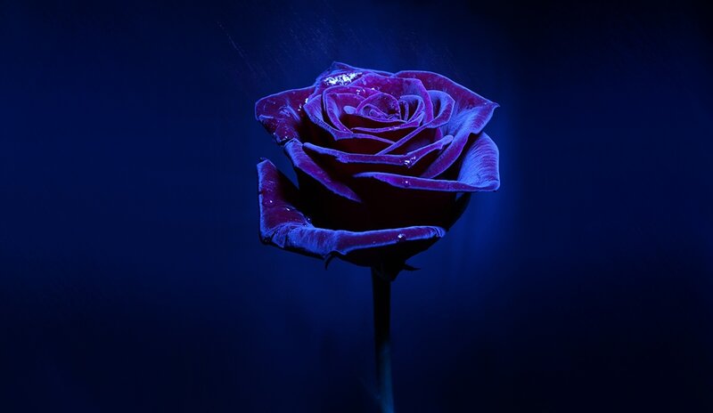 Purple Rose with Water Droplets — Blue