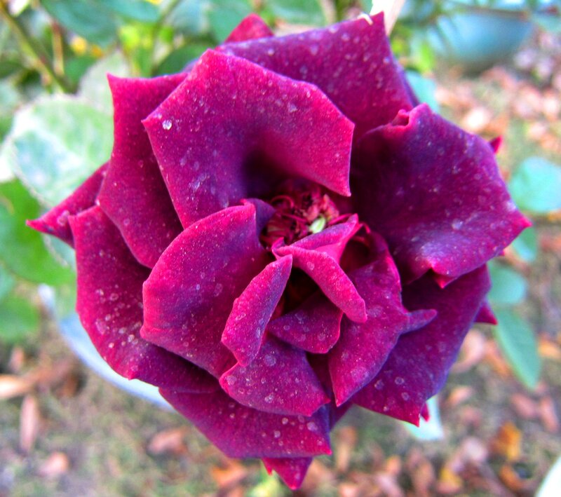 Purple Rose with Water Droplets — Calm, Afternoon